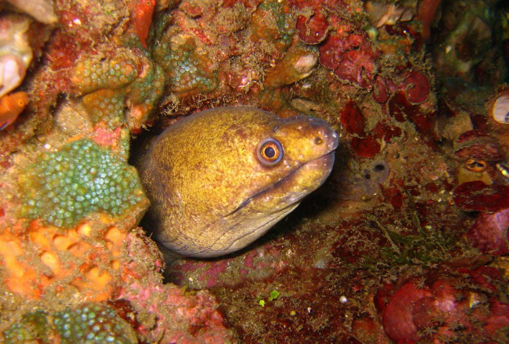 Lembeh Diving Moray Eel Head
