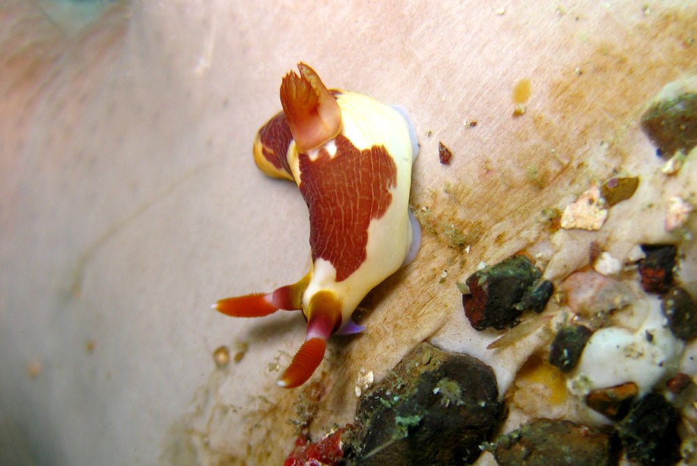 Lembeh Diving Nudibranch Fat White