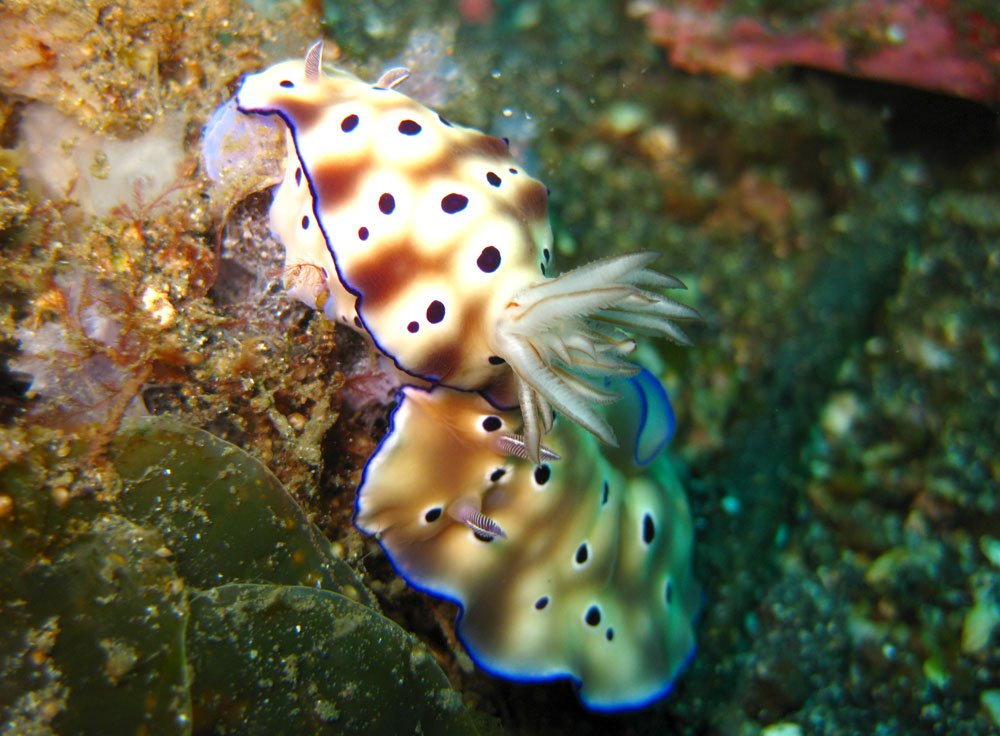 Lembeh Diving Nudibranch Pair Spotted