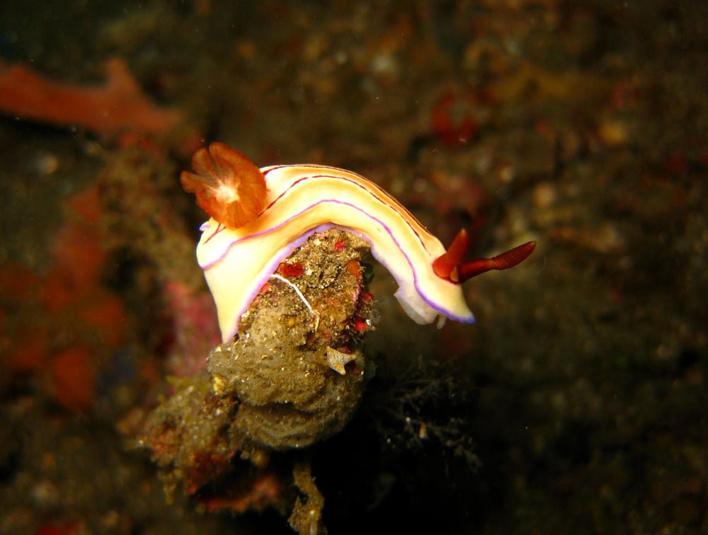 Lembeh Diving Nudibranch White Rock