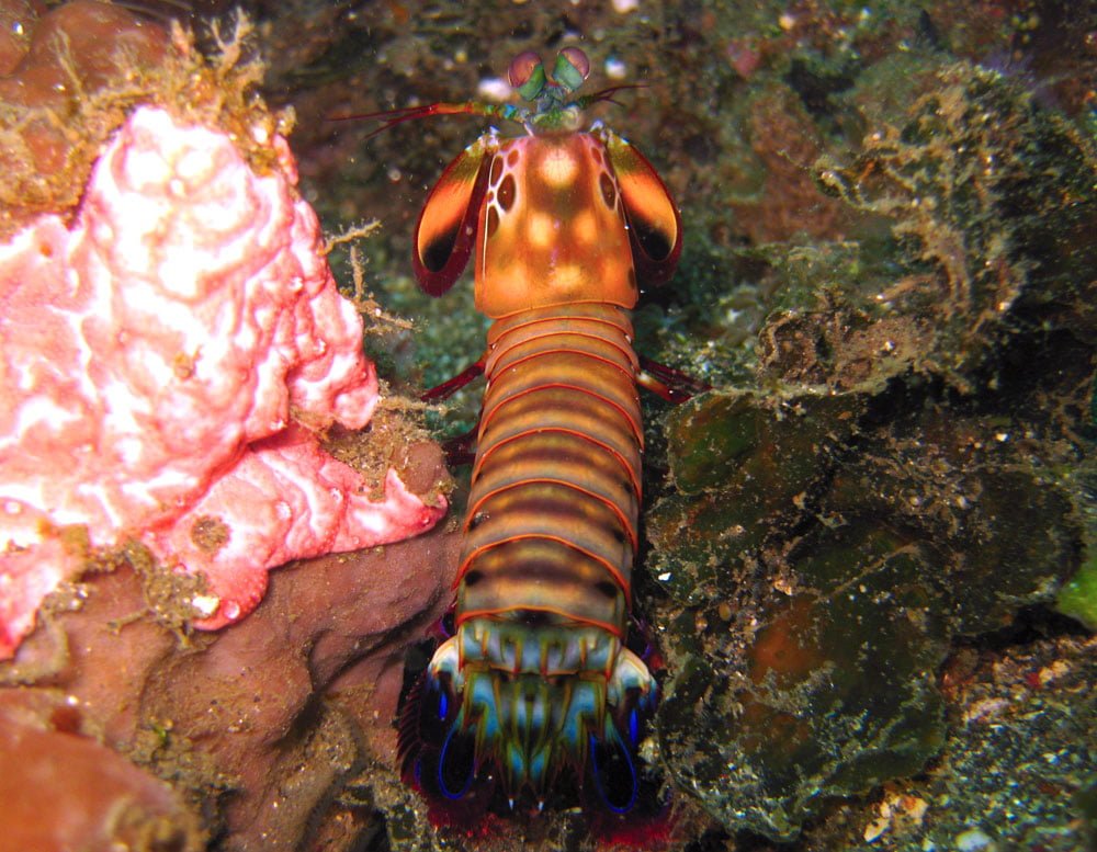 Lembeh Diving Peacock Mantis Shrimp