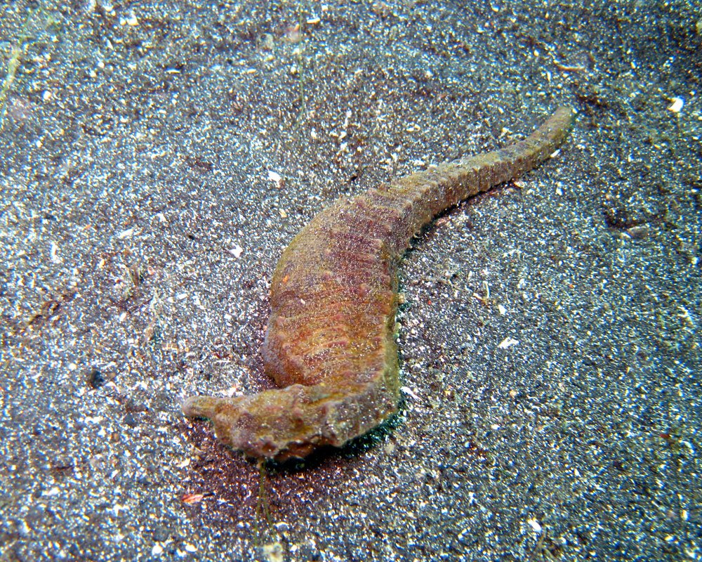 Lembeh Diving Seahorse Brown