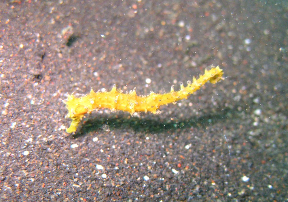 Lembeh Diving Seahorse Yellow Horizontal