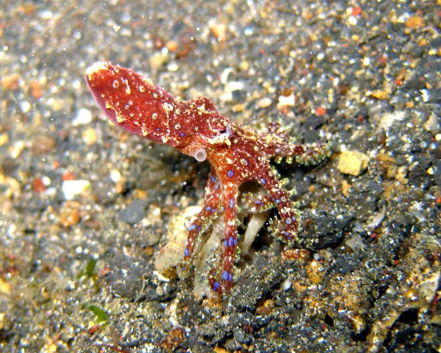Manado Diving Blue Ring Octopus