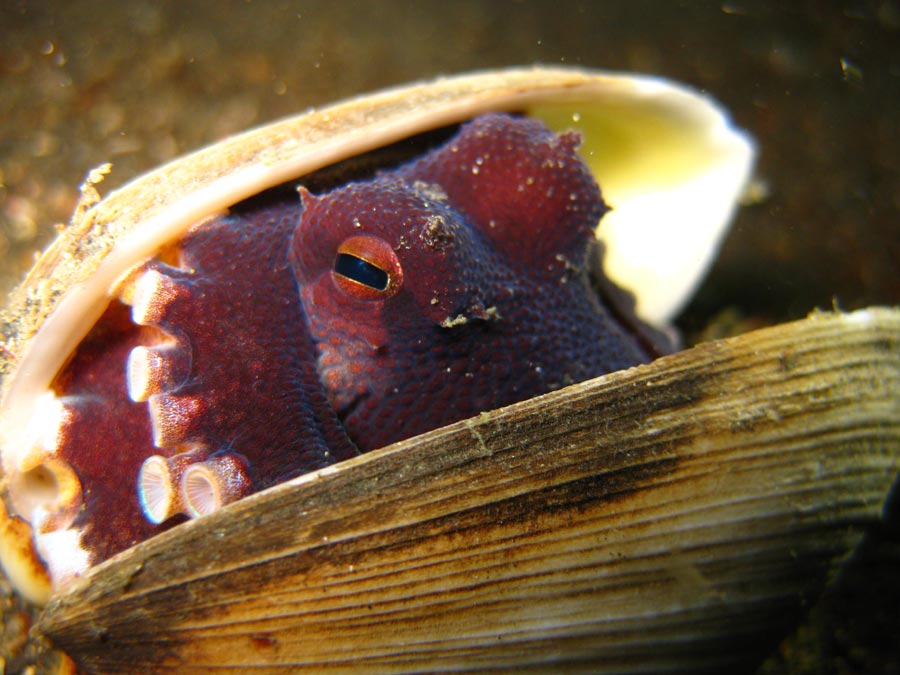 Manado Diving Coconut Octopus