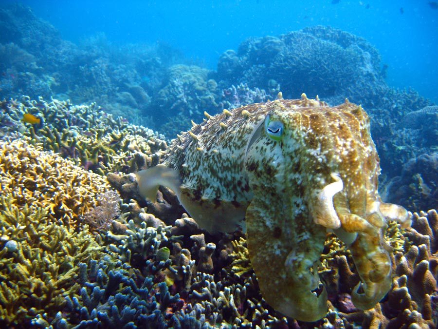 Manado Diving Cuttlefish Solo