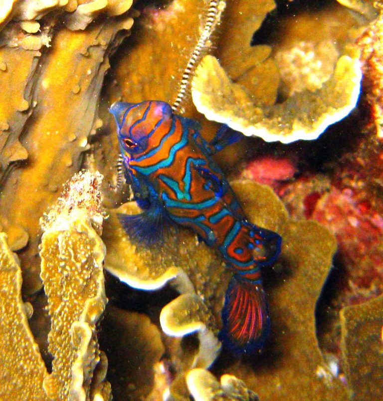 Manado Diving Mandarin Fish