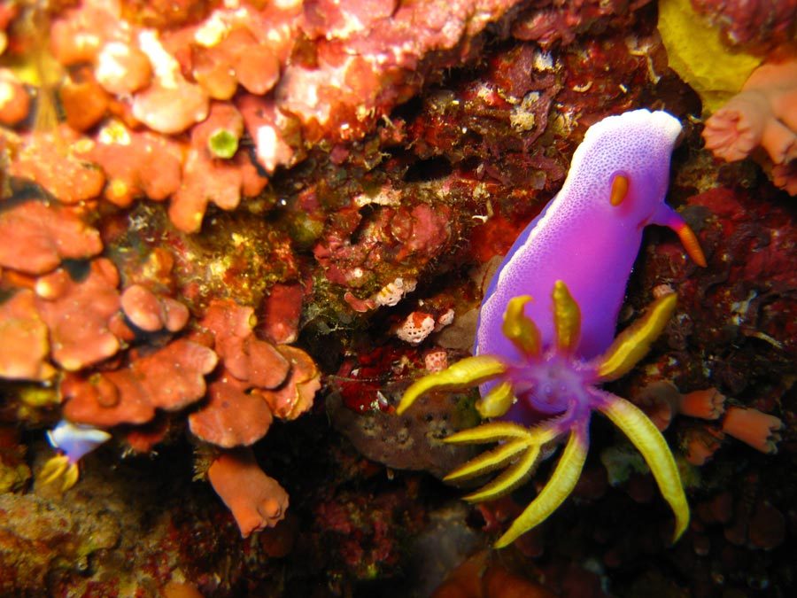 Manado Diving Nudibranch Cinderella