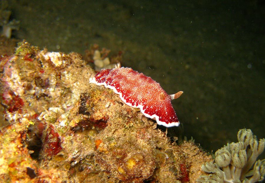 Manado Diving Nudibranch Red