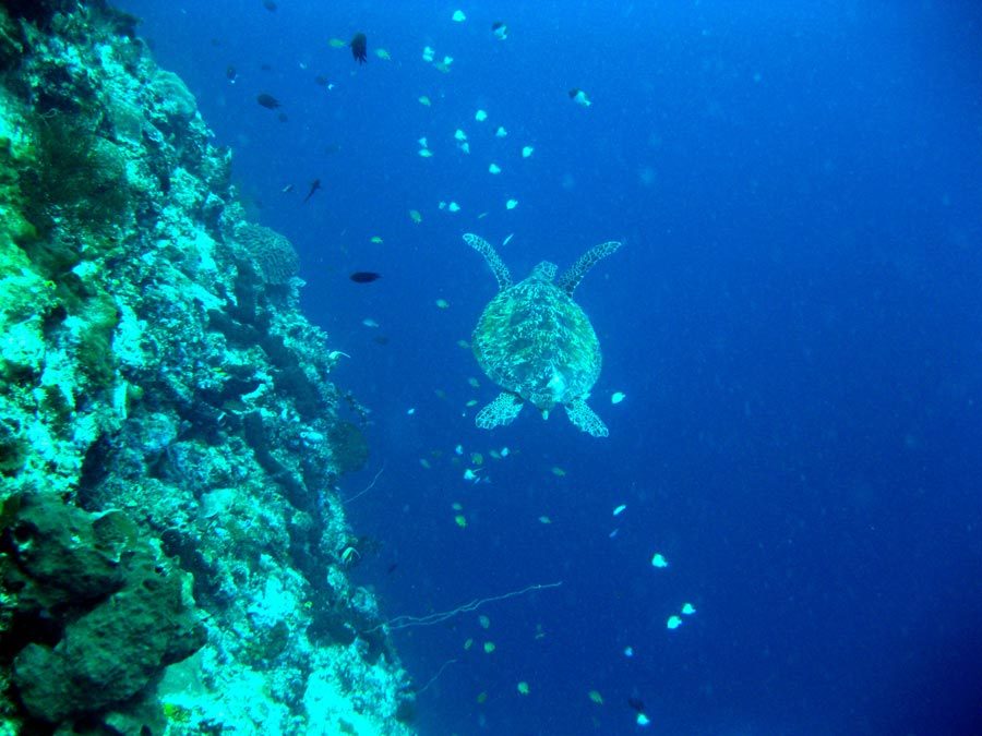 Manado Diving Turtle Down