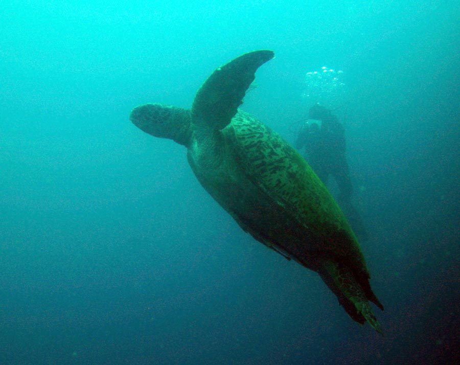 Manado Diving Turtle Swim Up