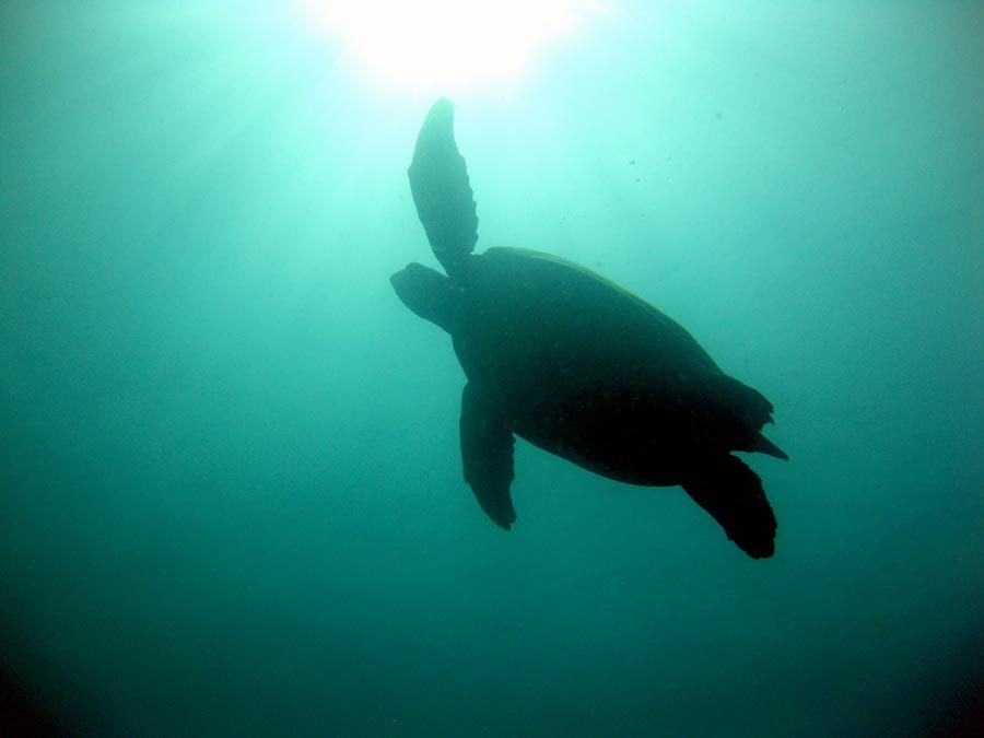 Manado Diving Turtle Up