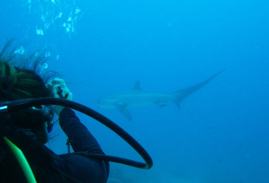Malapascua Thresher Shark Diver