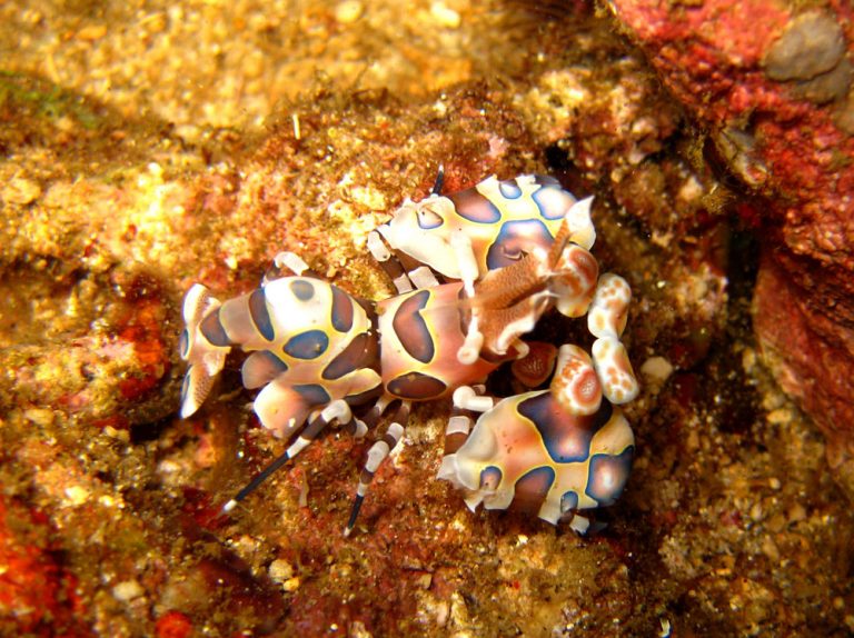 Manado Diving Harlequin Shrimp