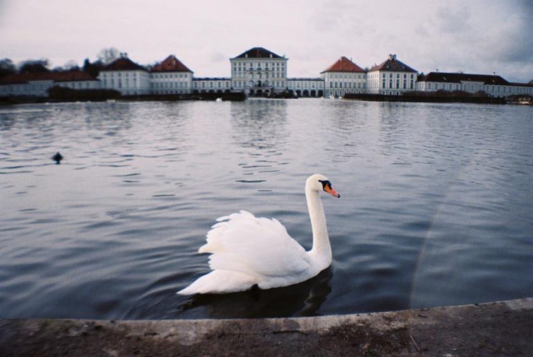 Munich Nymphenburg Palace Swan