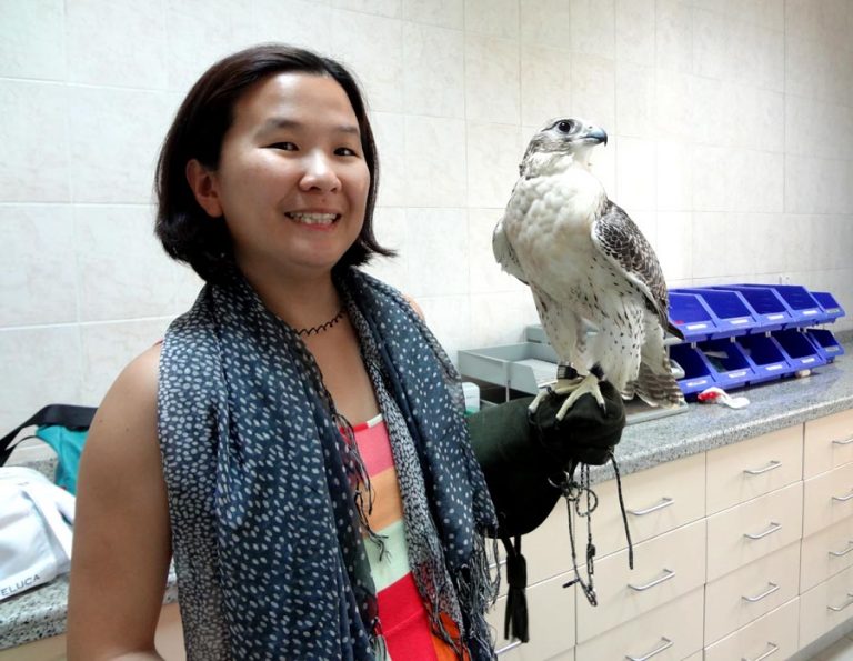 Abu Dhabi Falcon Hospital Falcon