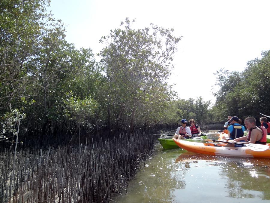 Abu Dhabi Mangrove Kayaking Channel