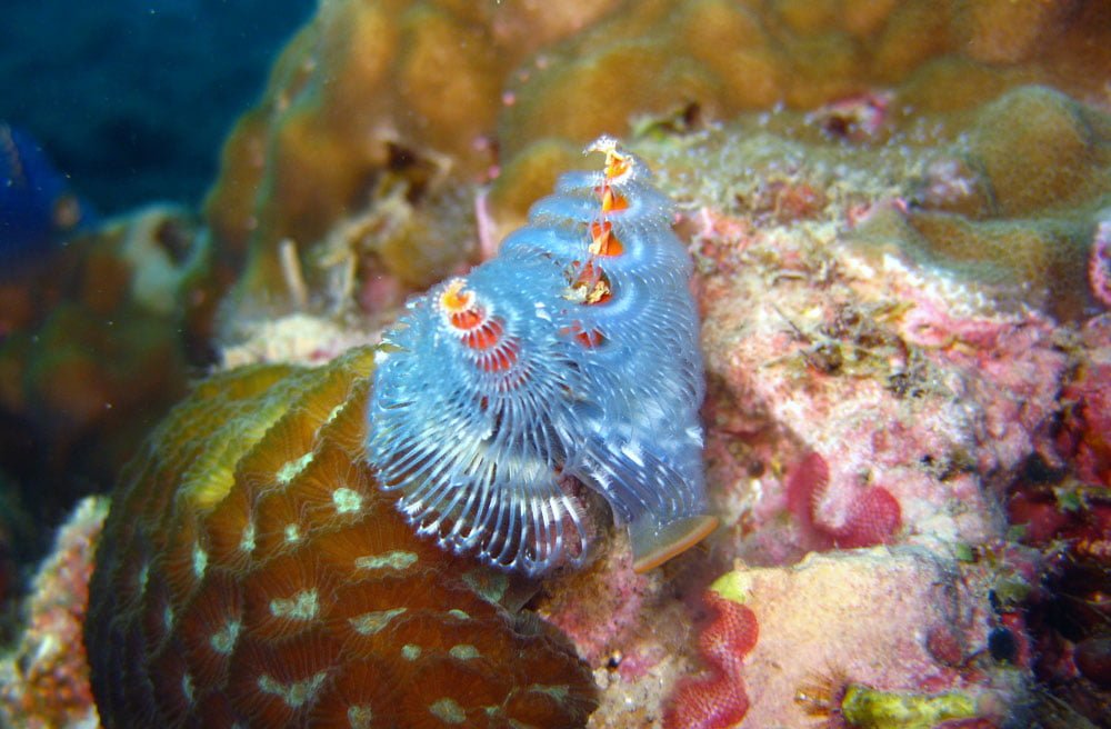 Dayang Diving Blue Christmas Tree Worm