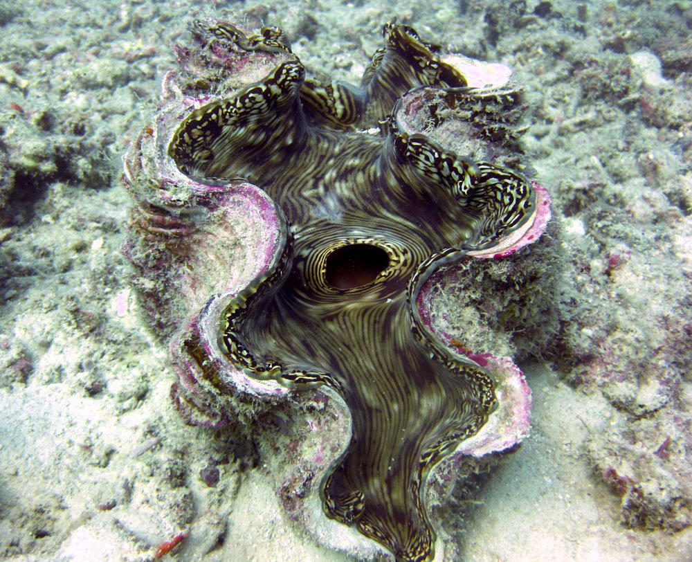 Dayang Diving Giant Clam