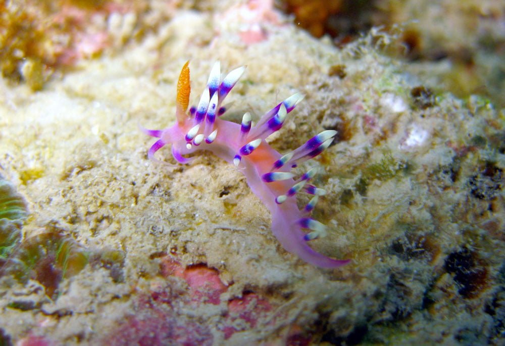 Dayang Diving Pink Nudibranch