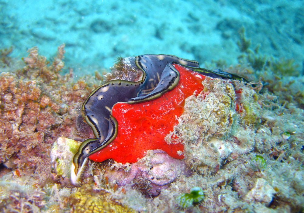 Dayang Diving Red Clam
