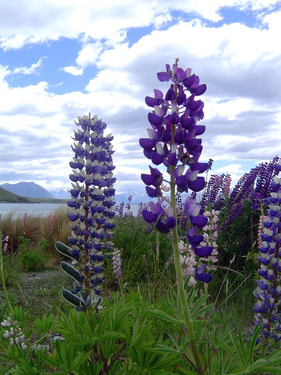 New Zealand Lake Tekapo Flowers