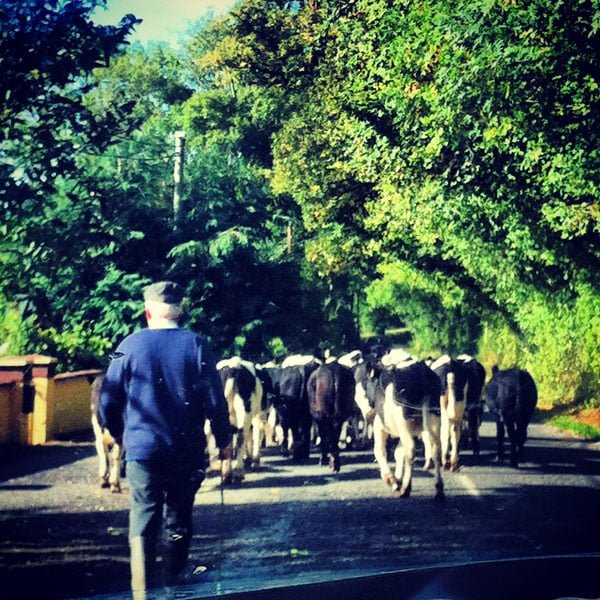 Cows in Tipperary, Ireland