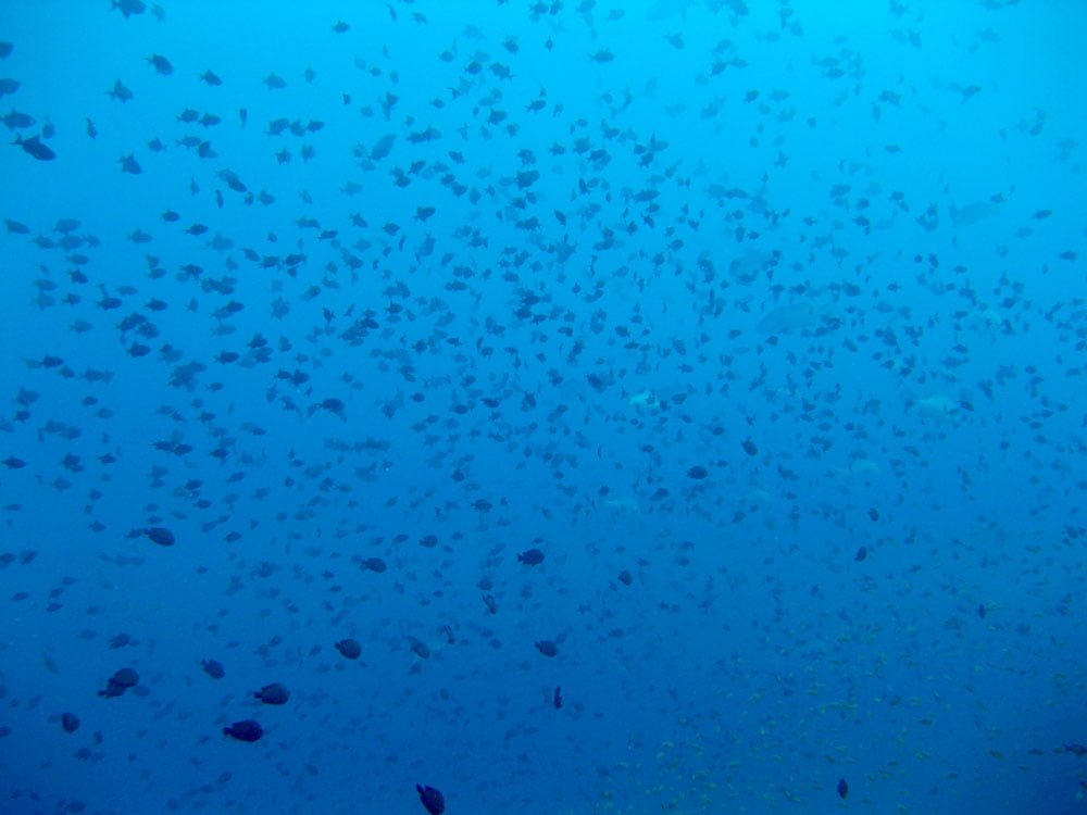 Maldives Diving LOB Fish School