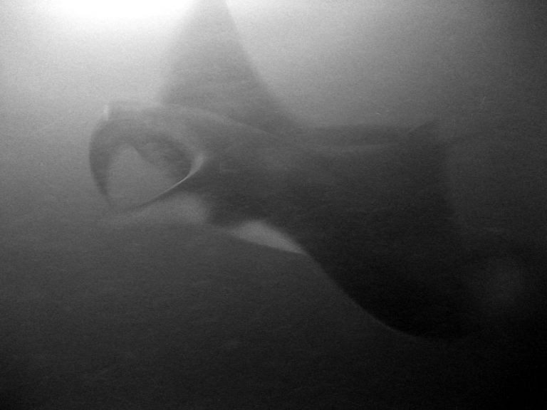 Making Friends with Manta Rays in the Maldives