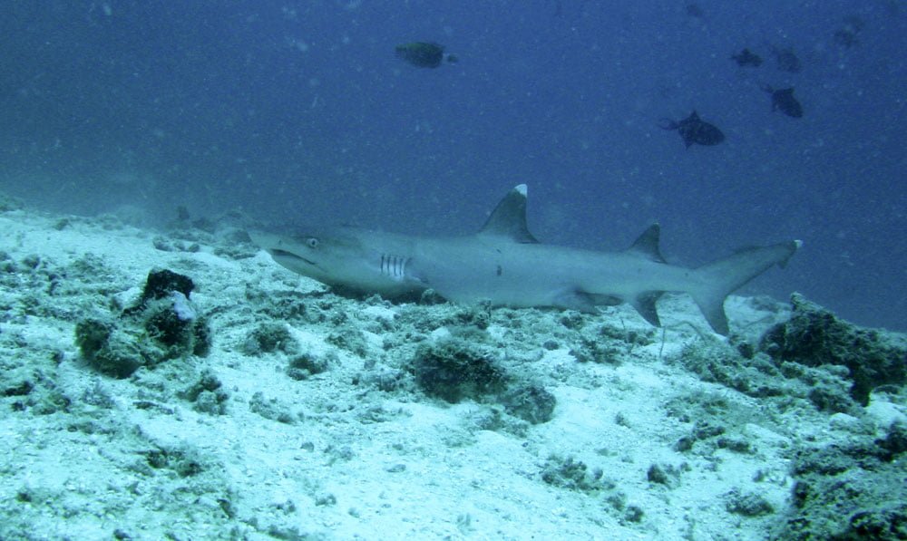 Maldives Diving LOB Shark Sand
