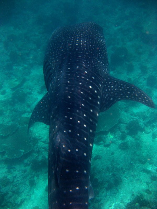Maldives Whale Shark