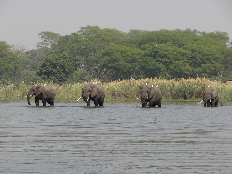 Elephants in Liwonde National Park, Malawi