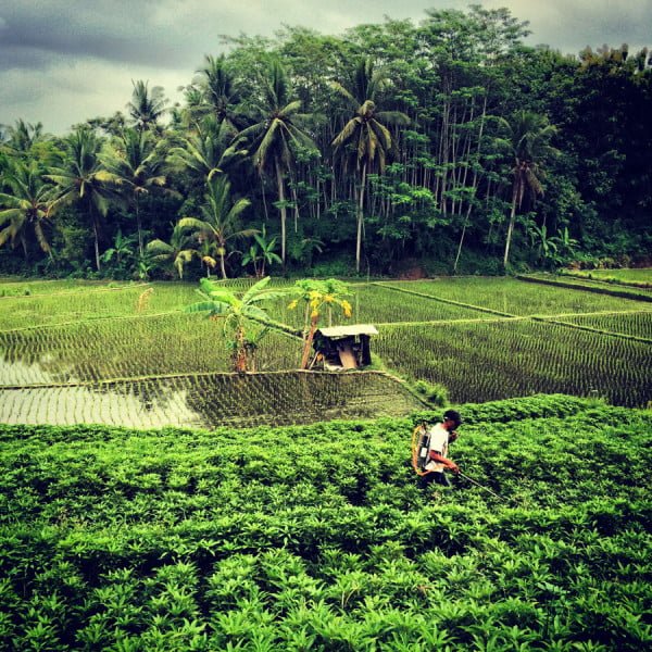 Bali Ubud Paddy Field