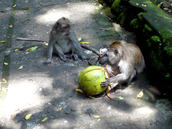 Bali Ubud Monkey Forest Baby