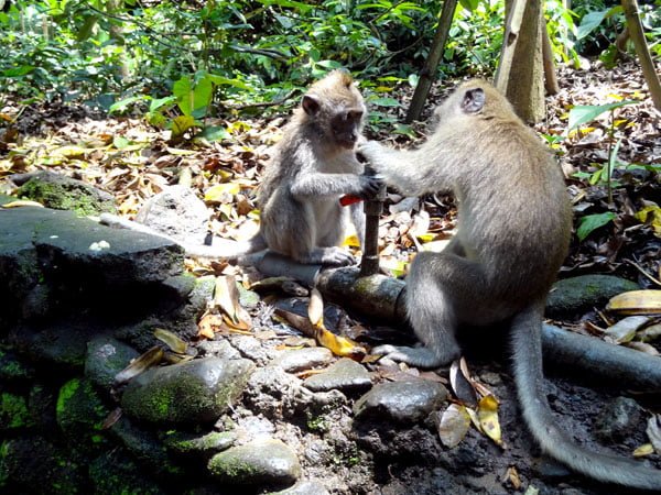 Bali Ubud Monkey Forest Pipe