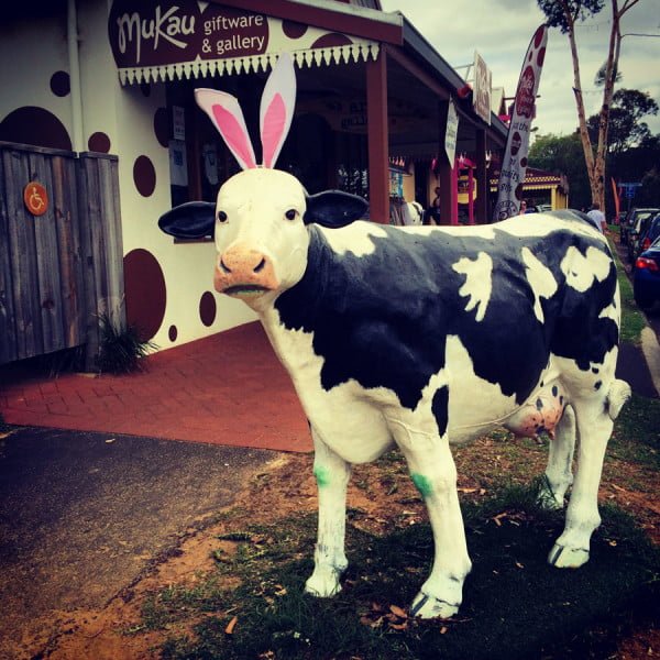 Perth Margaret River Cowaramup Easter Cow