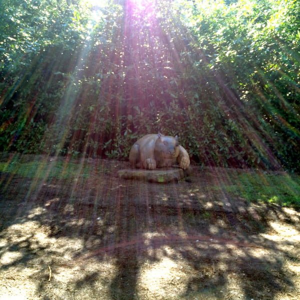 Daylesford Wombat Hill Wombat