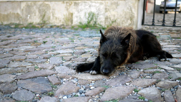 Portugal - Cabo da Roca Dog