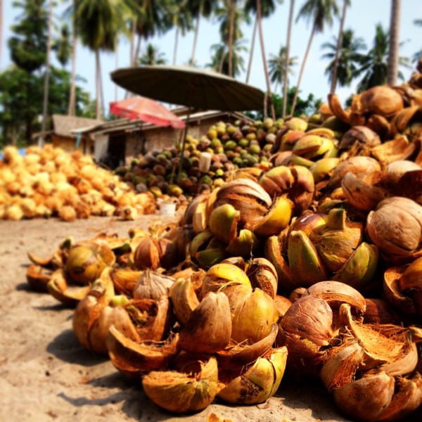 Koh Samui - RNavigator Coconuts