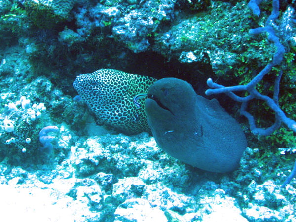 Club Med Kani Maldives - Diving 2 Eels