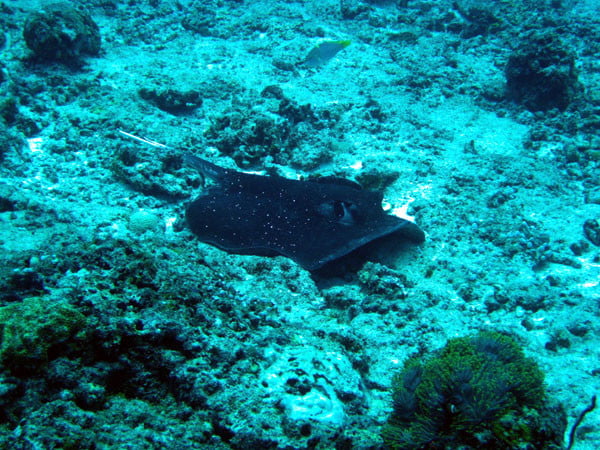 Club Med Kani Maldives Diving Stingray