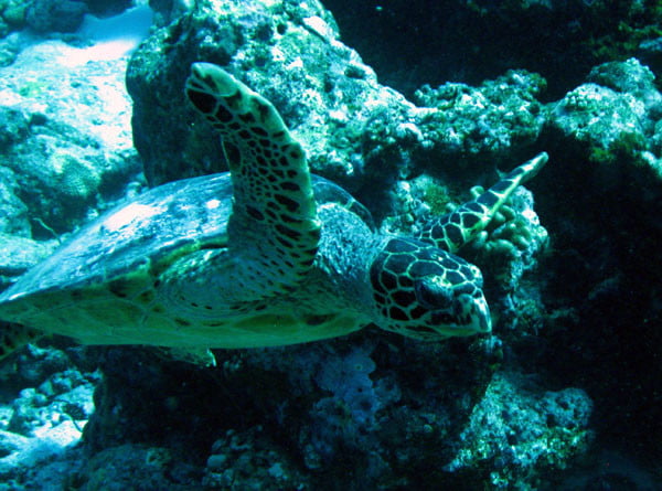 Club Med Kani Maldives Diving Turtle Closeup