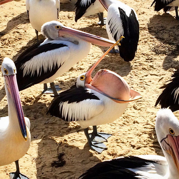 Gippsland San Remo Pelican Feeding Weird Beak