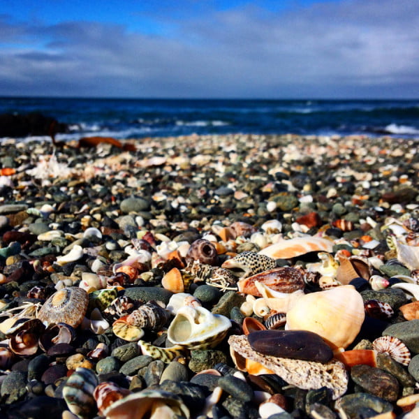 Gippsland Bear Gully Beach Shells