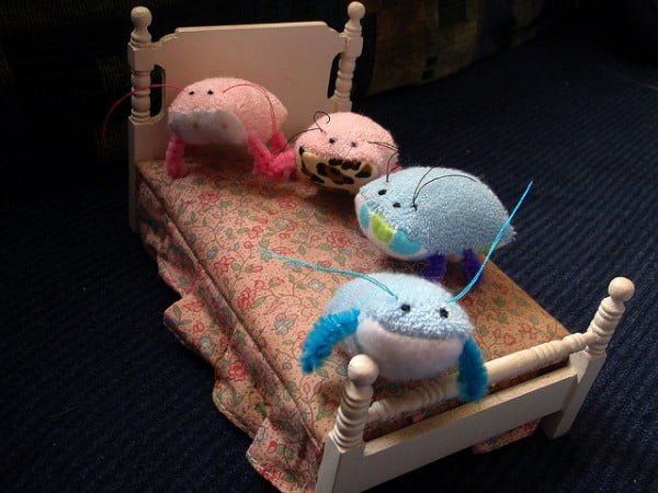 Bed Bugs - Cute - Flickr Mandy Jouan