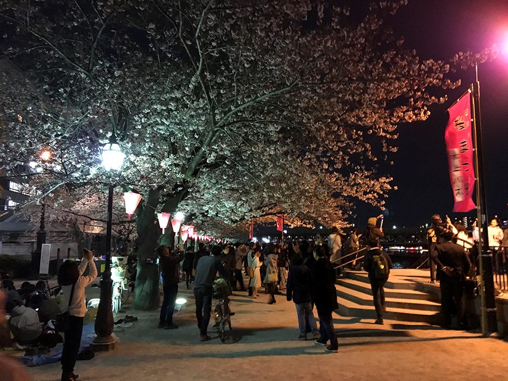 Tokyo Sumidagawa River Sakura Night