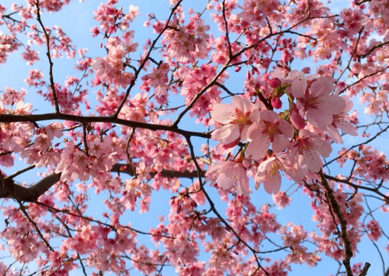 Tokyo Sumidagawa Sakura Flower Pink