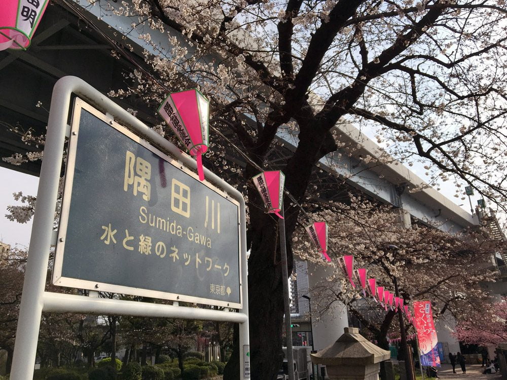 Tokyo Sumidagawa Sakura Sign L