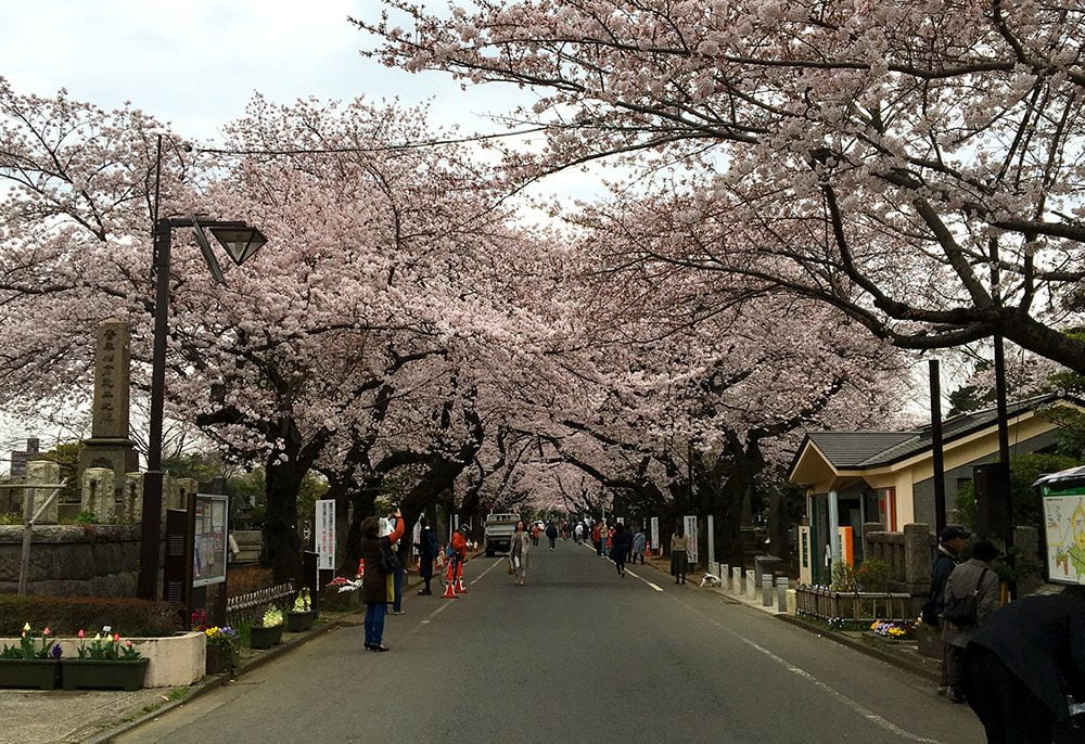 Tokyo Yanaka Cemetery Sakura Row