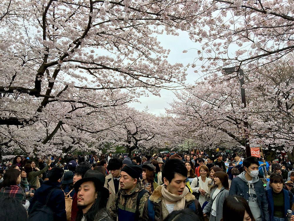 Tokyo Yoyogi Park Sakura Hanami Crowds